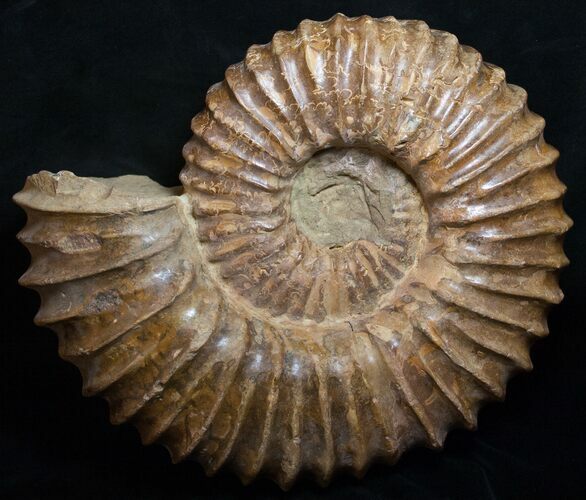Huge ( Wide) Mantelliceras Ammonite #8756